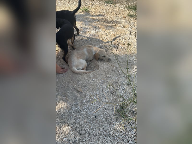 Vermittlungshilfe für Sunny ❤️