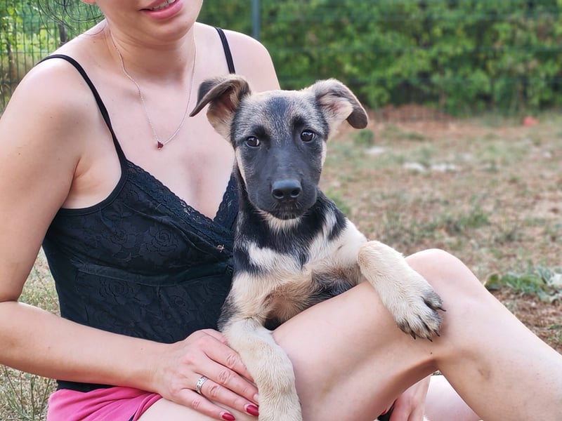 Welpe Noah sucht sein Zuhause ❤️