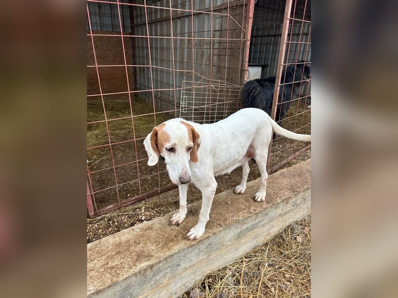 Zarte IRMA sucht Zuhause oder PS ❤️