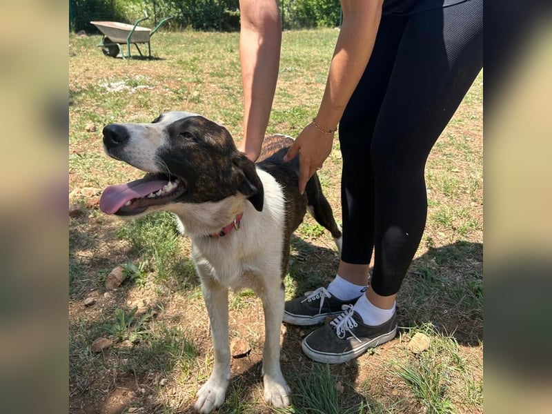 Menschenbezogene Apricot sucht ihr Zuhause ❤️