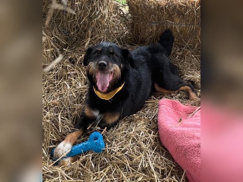 CARLO sucht sein perfect match ❤️