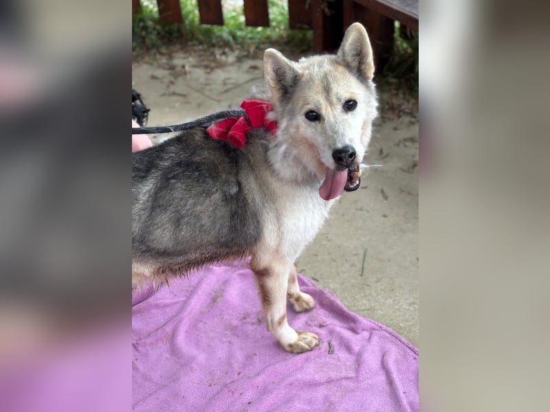 Oldie Dame Puca sucht ihr Zuhause❤️