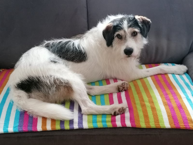 Kuschelbär Sirius sucht sein Zuhause ❤️