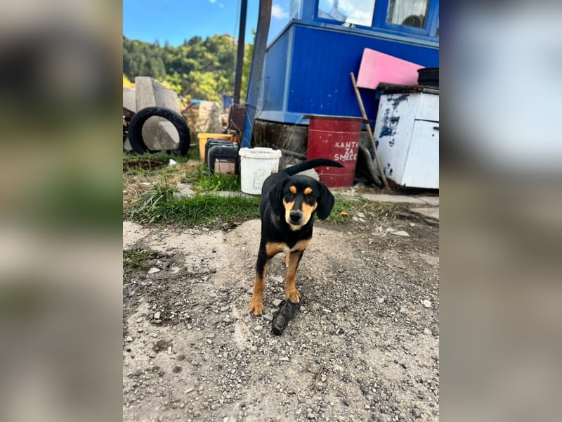 Vermittlungshilfe für Lola❤️