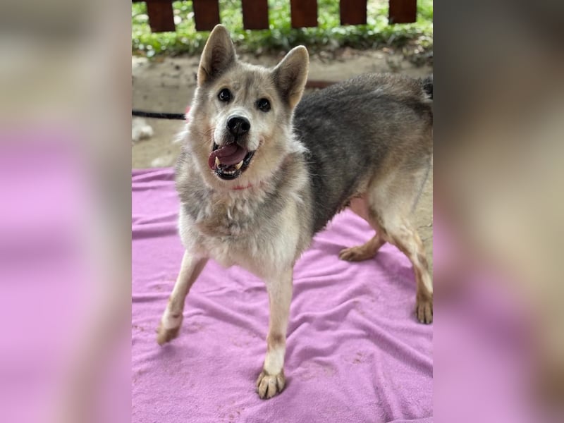 Oldie Dame Puca sucht ihr Zuhause❤️