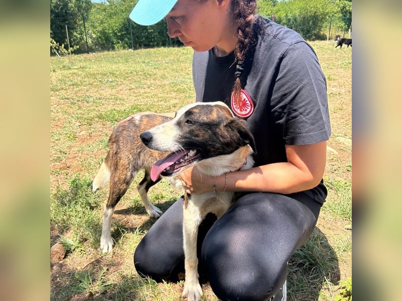 Menschenbezogene Apricot sucht ihr Zuhause ❤️