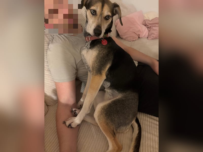 Ronja sucht ihr forever Home❤️