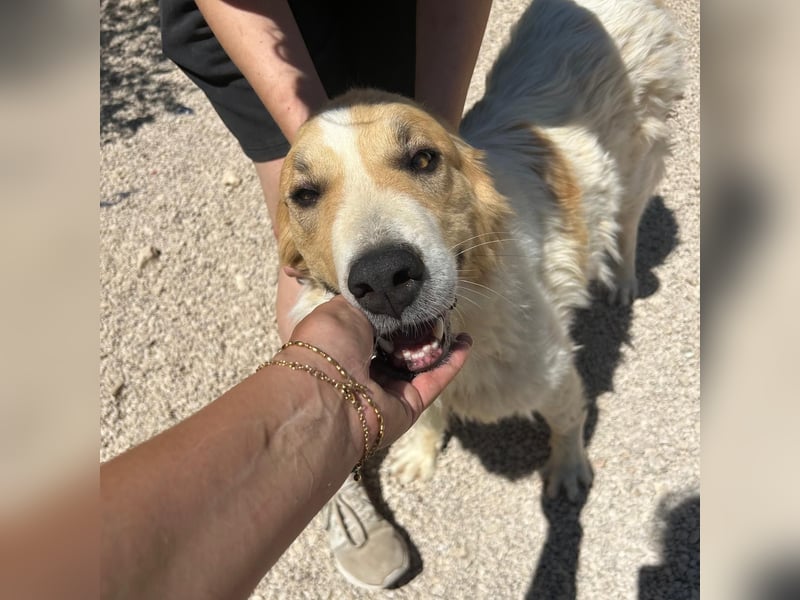 Ramona wartet im Shelter auf ihre Familie ❤️