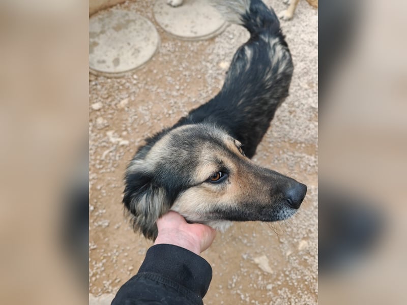 LOGAN sucht seine Familie ❤️