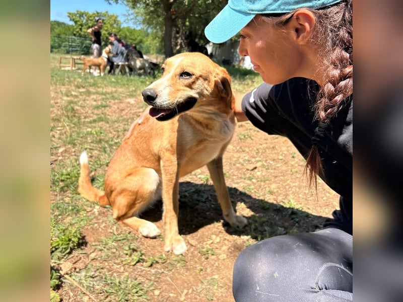 Zarte Seele Sanja sucht Für-Immer-Zuhause❤️