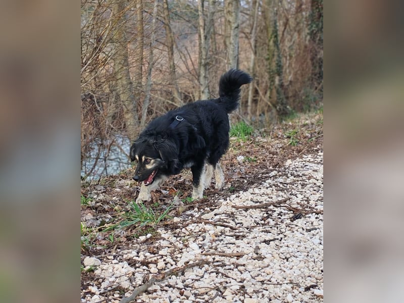 Mirta sucht ihr forever Home❤️