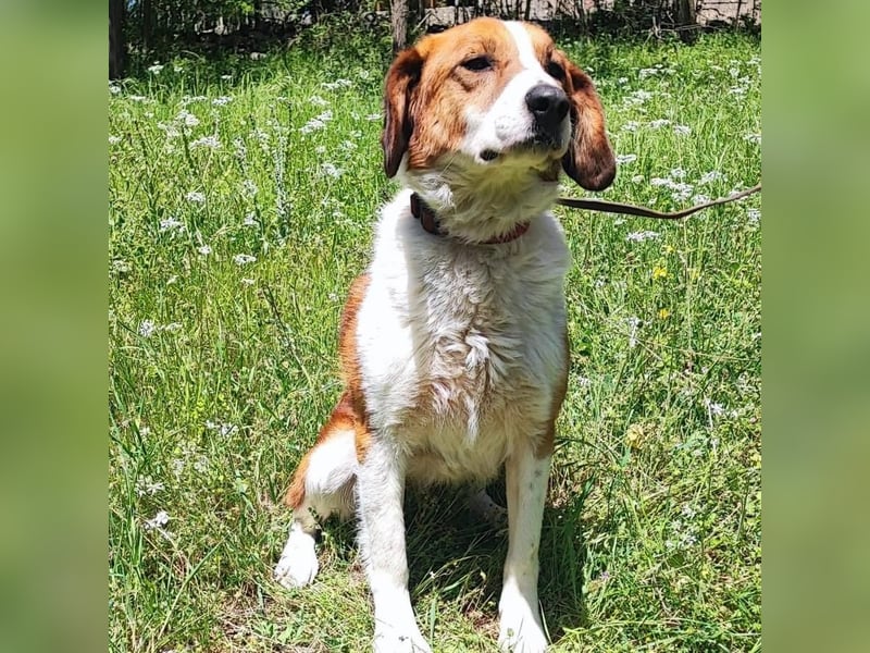 Zuhause gesucht für die wundervolle Renne ❤️