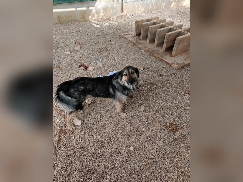 LOGAN sucht seine Familie ❤️