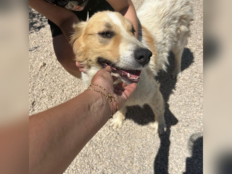 Ramona wartet im Shelter auf ihre Familie ❤️