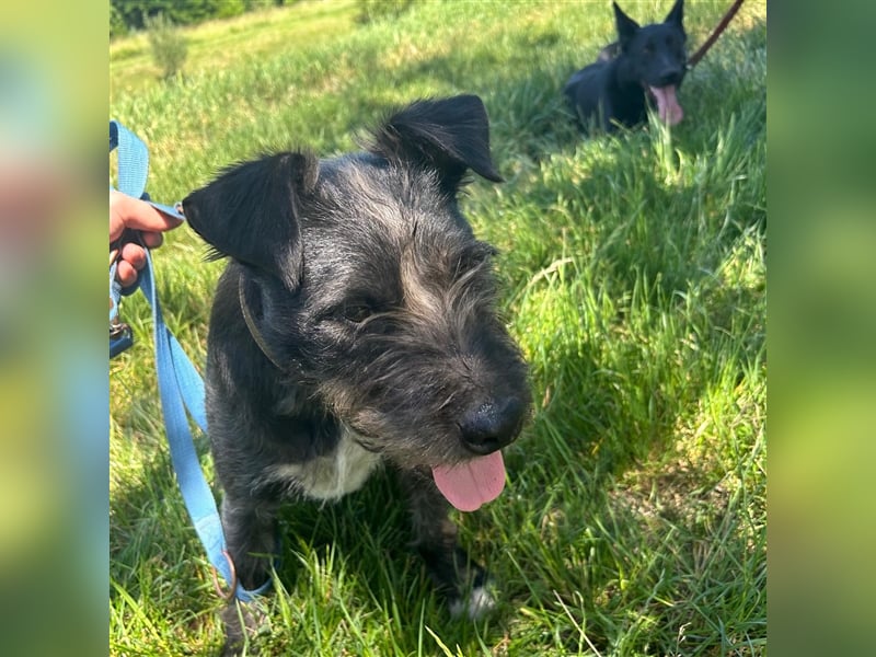 Ponsi sucht sein forever Home ❤️