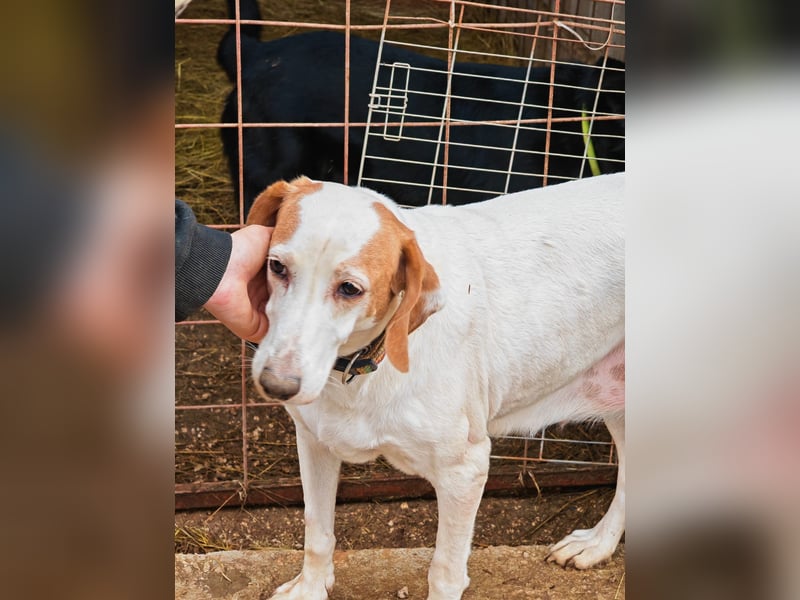 Zarte IRMA sucht Zuhause oder PS ❤️