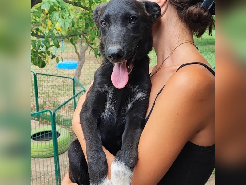 Süßmann Jokeli sucht ein Zuhause oder eine Pflegestelle ❤️