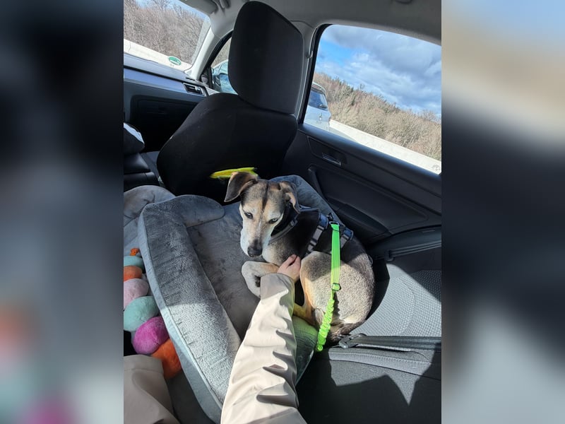 Ronja sucht ihr forever Home❤️