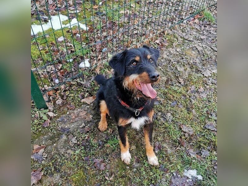 CARLO sucht sein perfect match ❤️