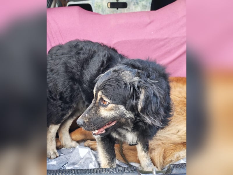 Mirta sucht ihr forever Home❤️