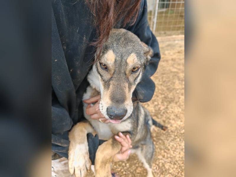 ARTHUR sucht seine Für-Immer-Familie❤️
