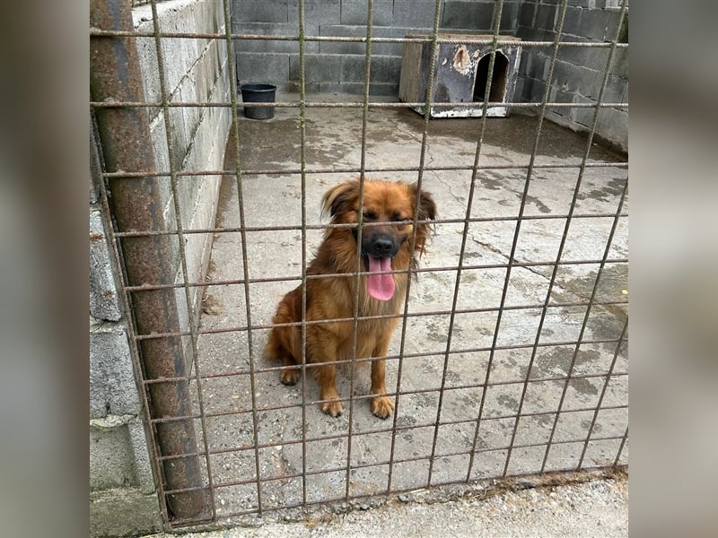 Hübscher Reno sucht ein Zuhause ❤️