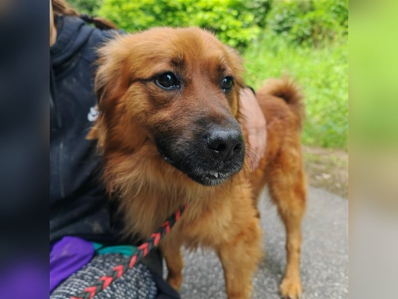 Hübscher Reno sucht ein Zuhause ❤️