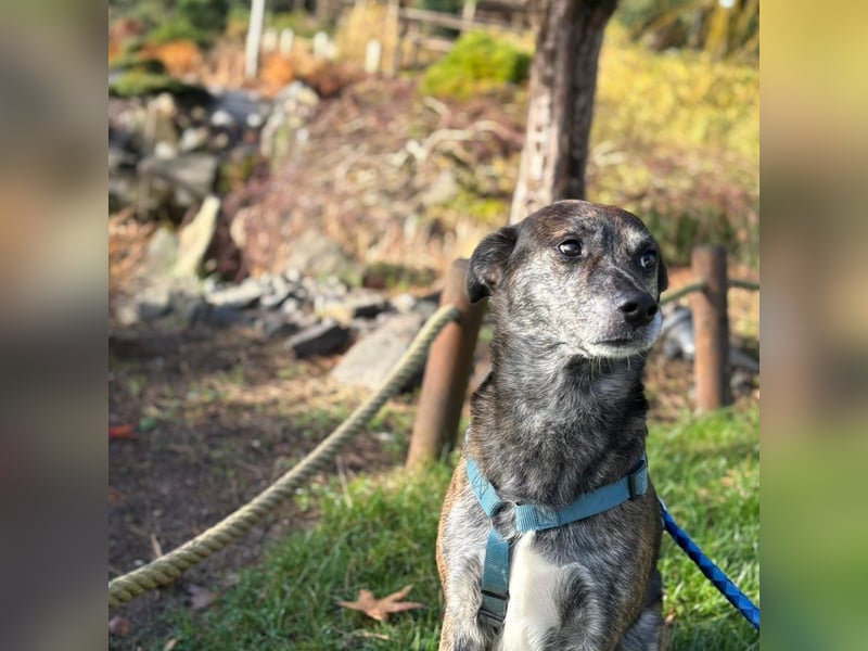 Vermittlungshilfe für Jack ❤️
