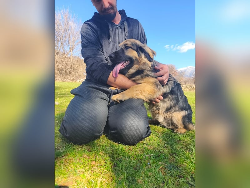 Sanfter Ozzy sucht seine Familie ❤️