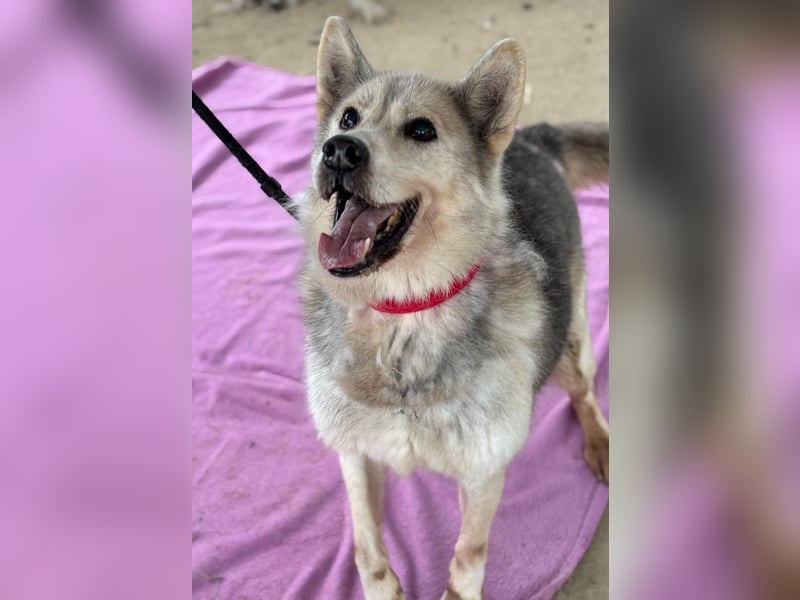 Oldie Dame Puca sucht ihr Zuhause❤️