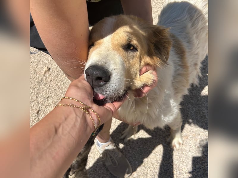 Ramona wartet im Shelter auf ihre Familie ❤️