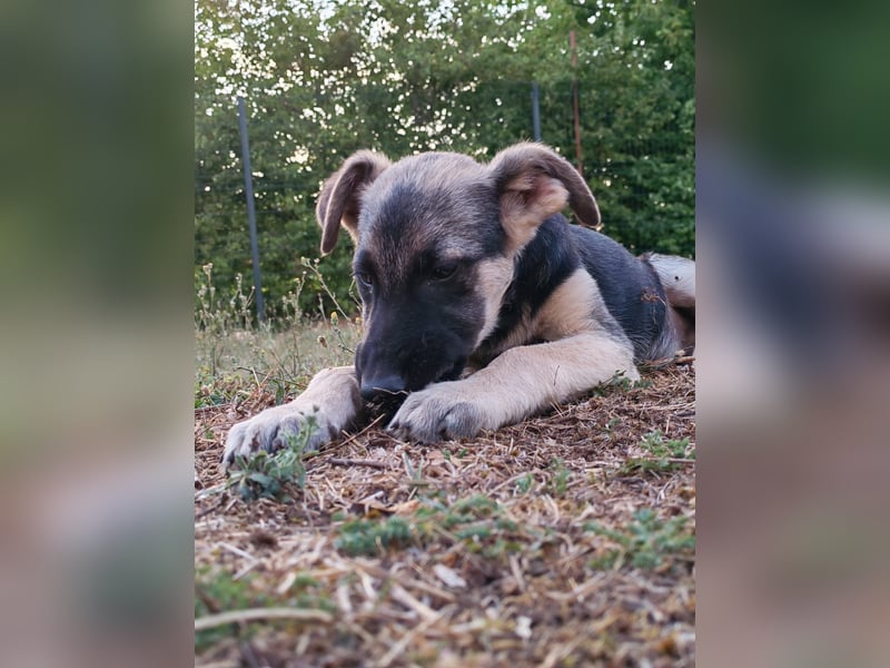 Welpe Noah sucht sein Zuhause ❤️