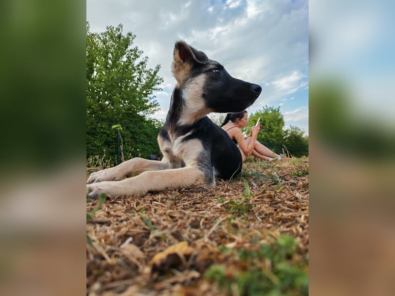 Welpe Noah sucht sein Zuhause ❤️