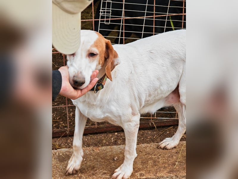 Zarte IRMA sucht Zuhause oder PS ❤️