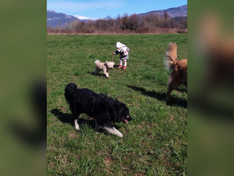 Mirta sucht ihr forever Home❤️