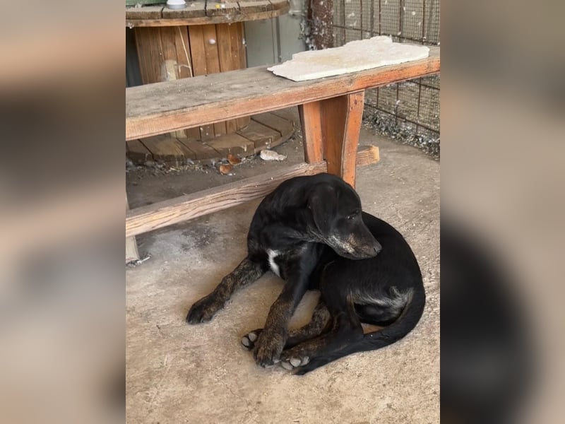 Vermittlungshilfe für Bruno❤️