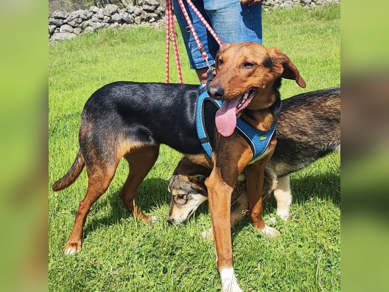 Tilly sucht ihr forever Home❤️