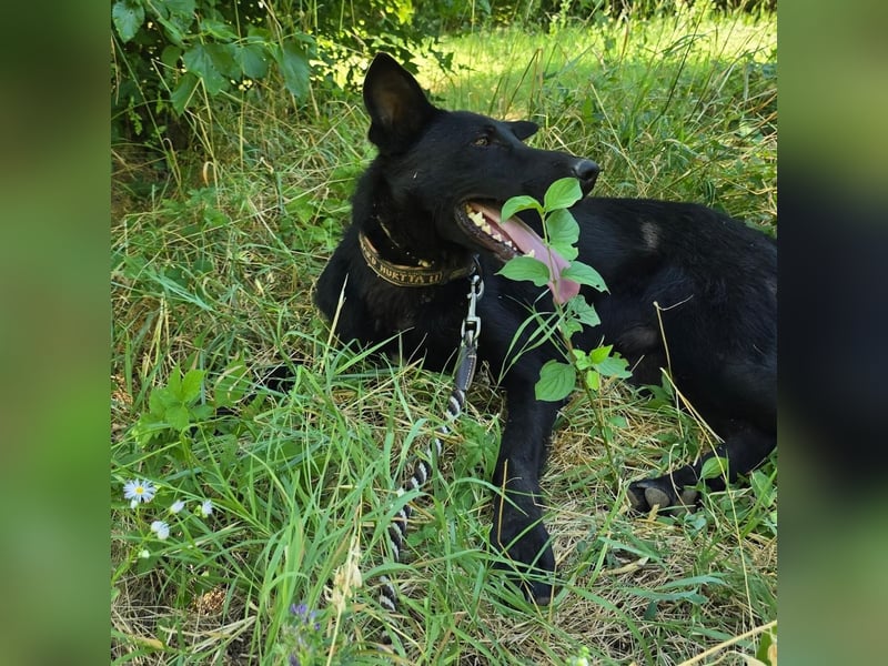 Mario sucht sein Für-immer-Zuhause ❤️