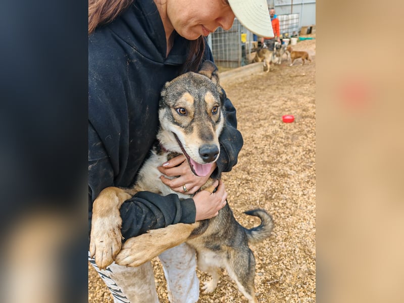 ARTHUR sucht seine Für-Immer-Familie❤️