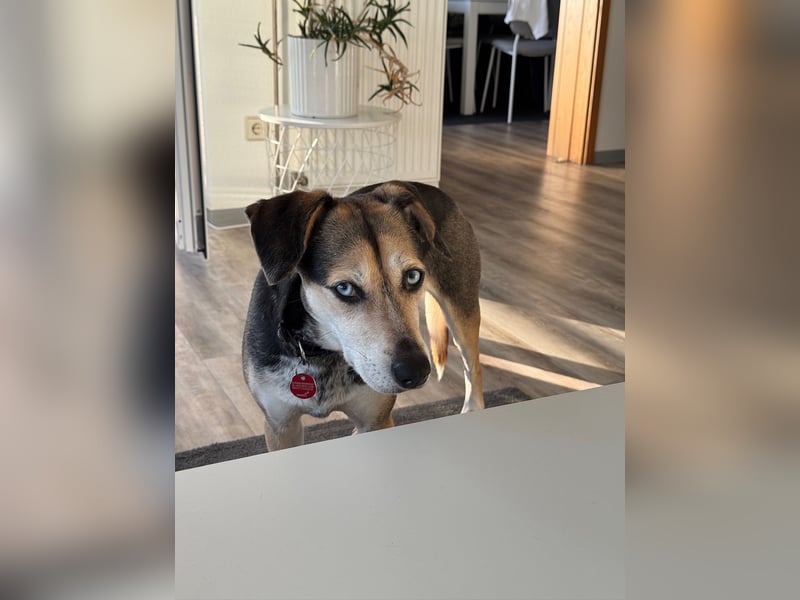 Ronja sucht ein Zuhause oder eine PS