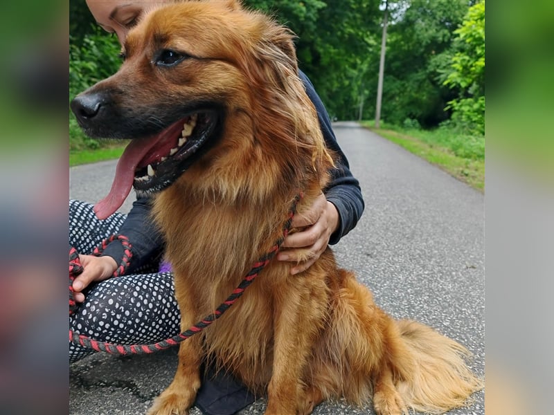Hübscher Reno sucht ein Zuhause ❤️