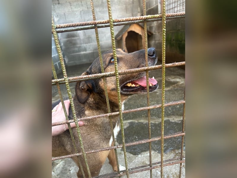 Voni sucht sein forever home ❤️