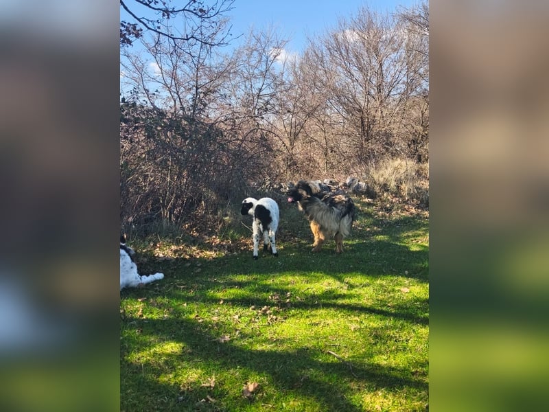 Sanfter Ozzy sucht seine Familie ❤️