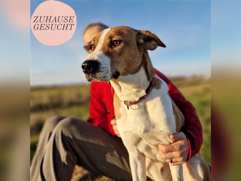 Schmusebacke Charlie❤️ sucht sein Zuhause