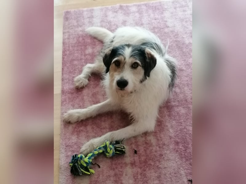 Kuschelbär Sirius sucht sein Zuhause ❤️