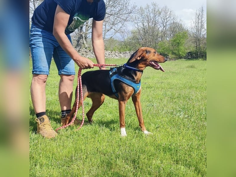 Tilly sucht ihr forever Home❤️