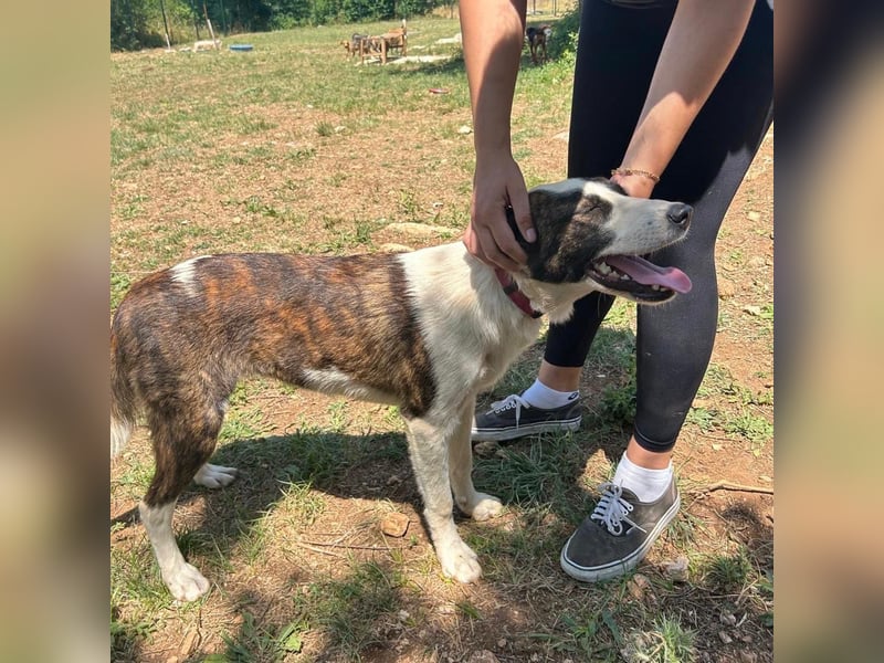 Menschenbezogene Apricot sucht ihr Zuhause ❤️