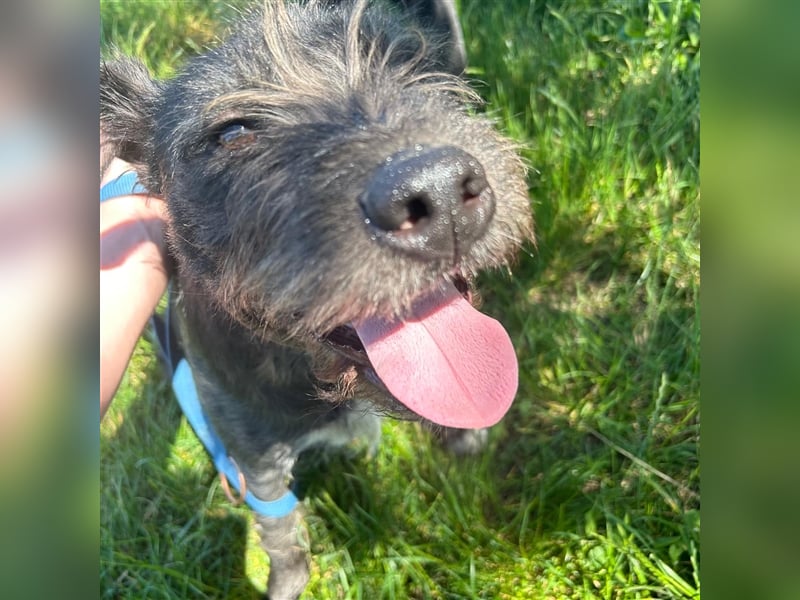 Ponsi sucht sein forever Home ❤️