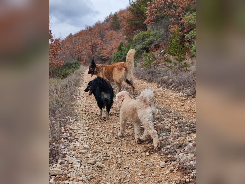 Mirta sucht ihr forever Home❤️