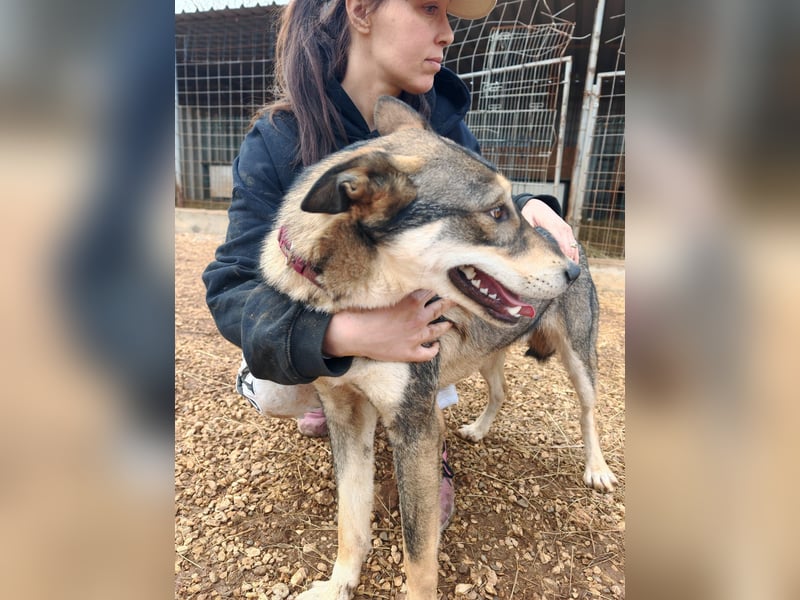 ARTHUR sucht seine Für-Immer-Familie❤️